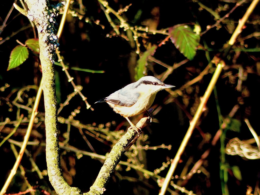  Nuthatch by the lake in Llandrindod Wells by susiemc