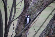 28th Mar 2017 - Hairy Woodpecker