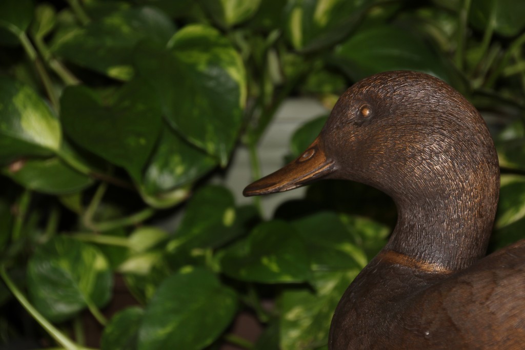 Duck and Pothos by bjchipman
