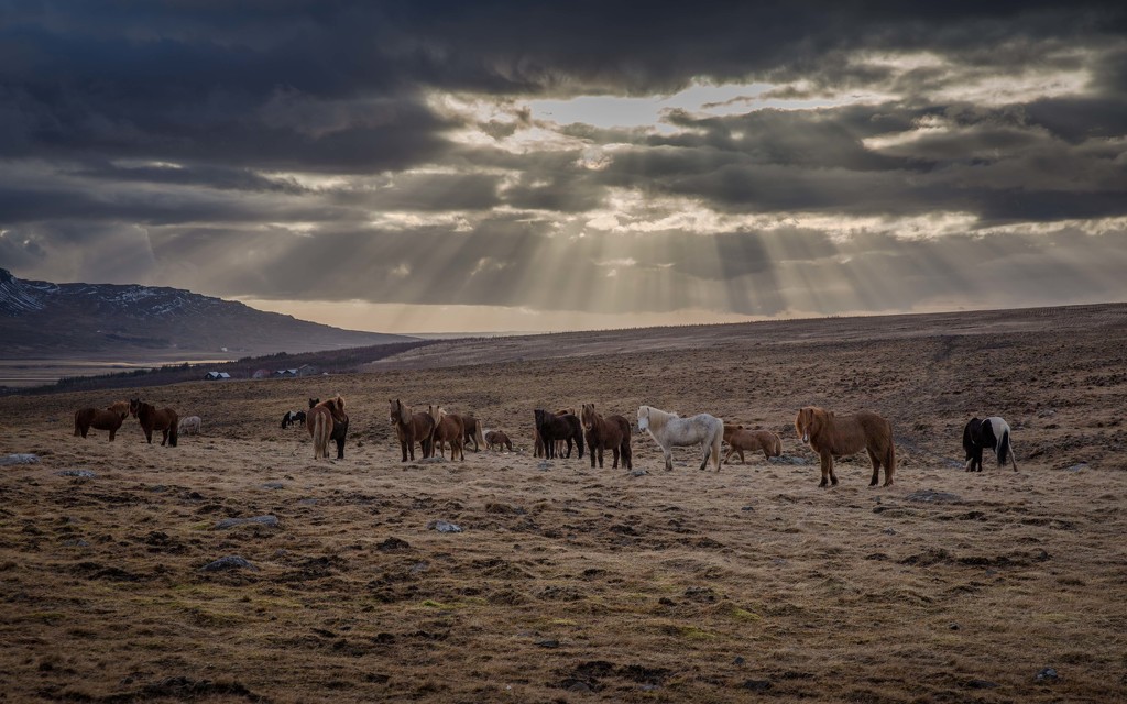 Horses in Sunset Rays by jyokota