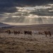 Horses in Sunset Rays by jyokota