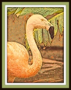 31st Mar 2017 - Lou Ann's Flamingo