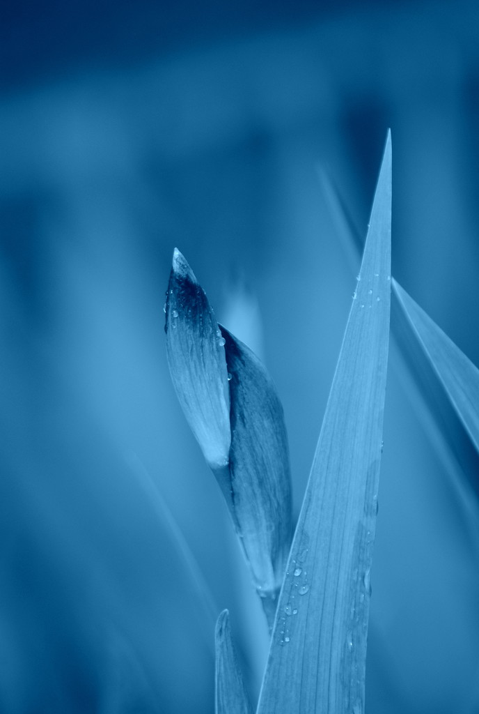 Blue Iris by genealogygenie