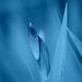 Blue Iris by genealogygenie