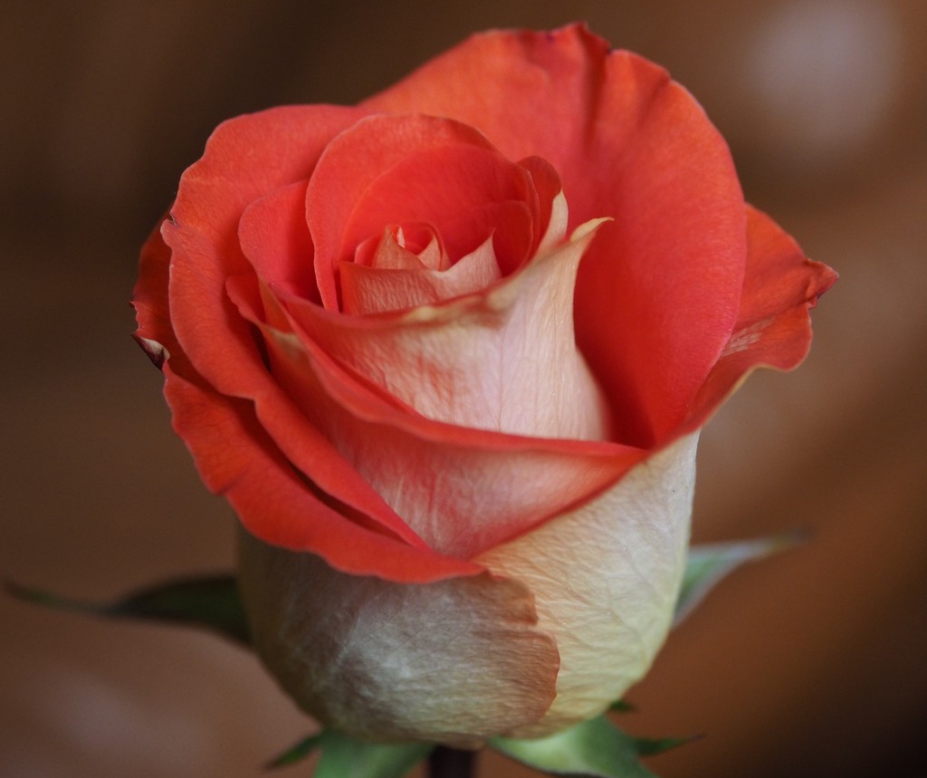 A 'Just Because' Rose by selkie