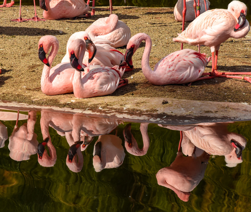 Flamingo Friday - 031 by stray_shooter