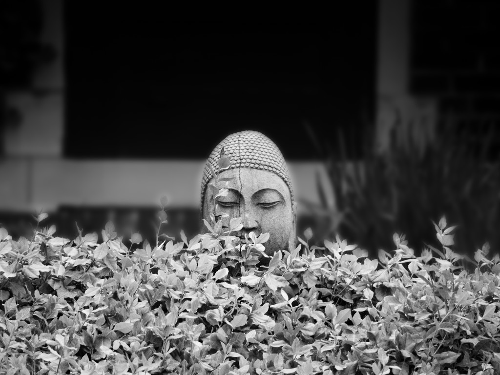 Front Yard Buddha  by rosiekerr