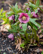 31st Mar 2017 - Lenten Rose