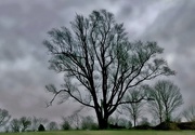 30th Mar 2017 - cloudy day tree