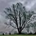 cloudy day tree by lynnz