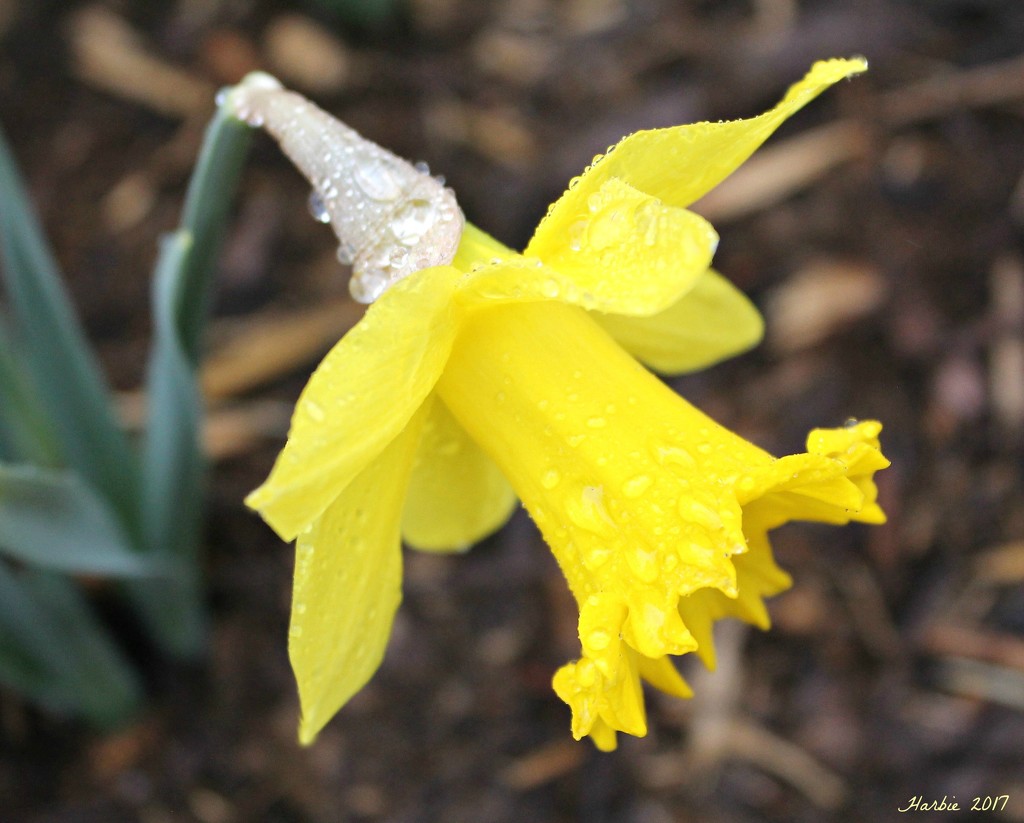 Rain Dropped Daffodil by harbie