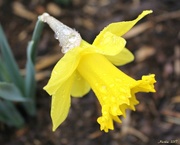 31st Mar 2017 - Rain Dropped Daffodil