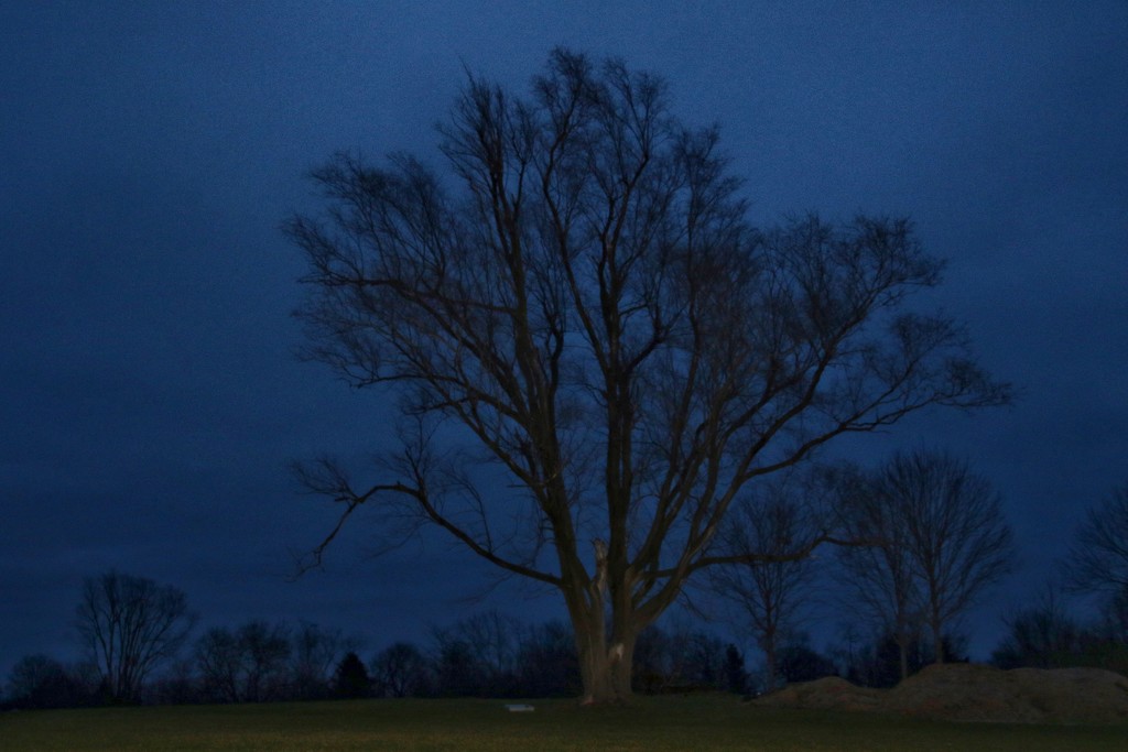 goodnight tree by lynnz