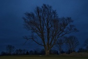 31st Mar 2017 - goodnight tree