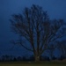 goodnight tree by lynnz