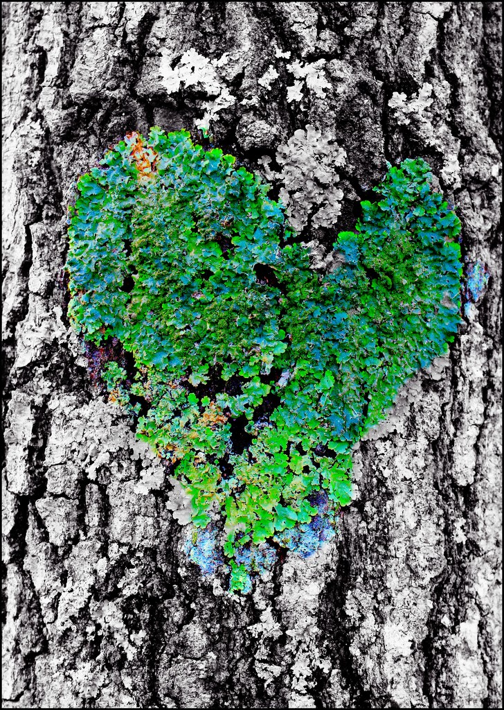 Heart of Green by olivetreeann