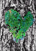 30th Mar 2017 - Heart of Green