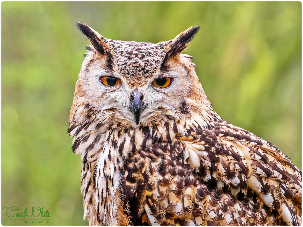 Bengal Eagle Owl by carolmw