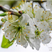 Plum Blossom by carolmw