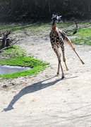 1st Apr 2017 - The Gangly Giraffe who Thought He Could Run