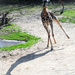 The Gangly Giraffe who Thought He Could Run by alophoto