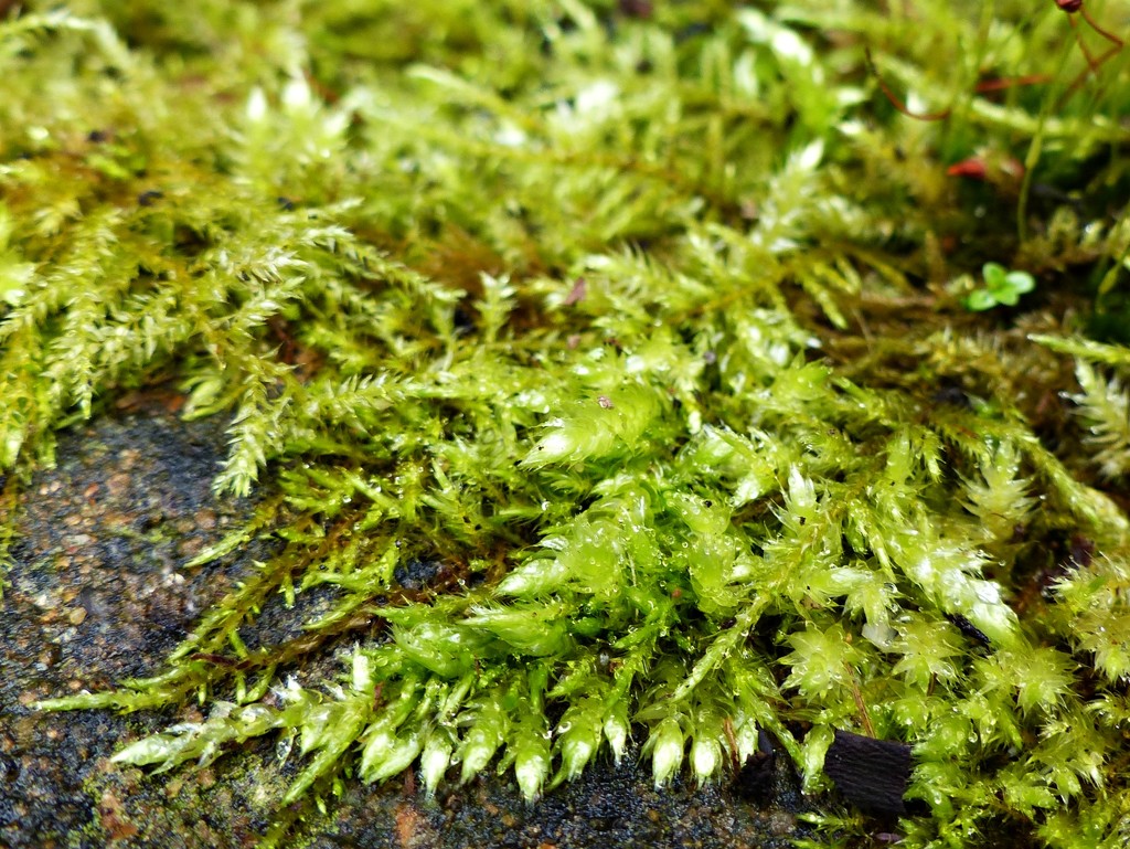 green - moss by jokristina