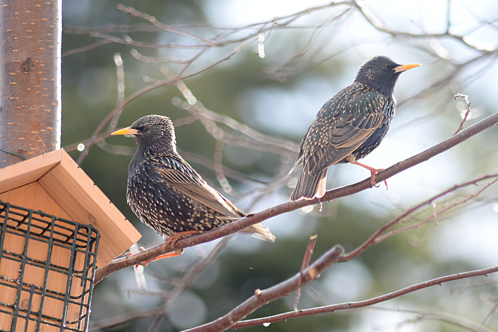 Two starlings! by fayefaye