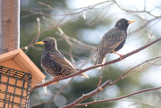 1st Apr 2017 - Two starlings!