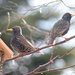 Two starlings! by fayefaye