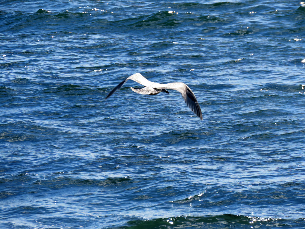 Seagull Flying Over Puget Sound by seattlite