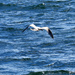 Seagull Flying Over Puget Sound by seattlite
