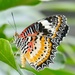 Sensational butterflies by orchid99