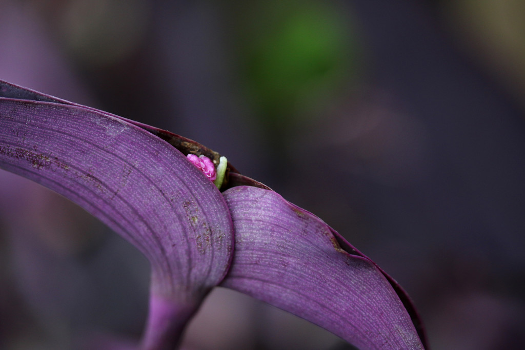 Purple plant by ingrid01