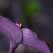 Purple plant by ingrid01