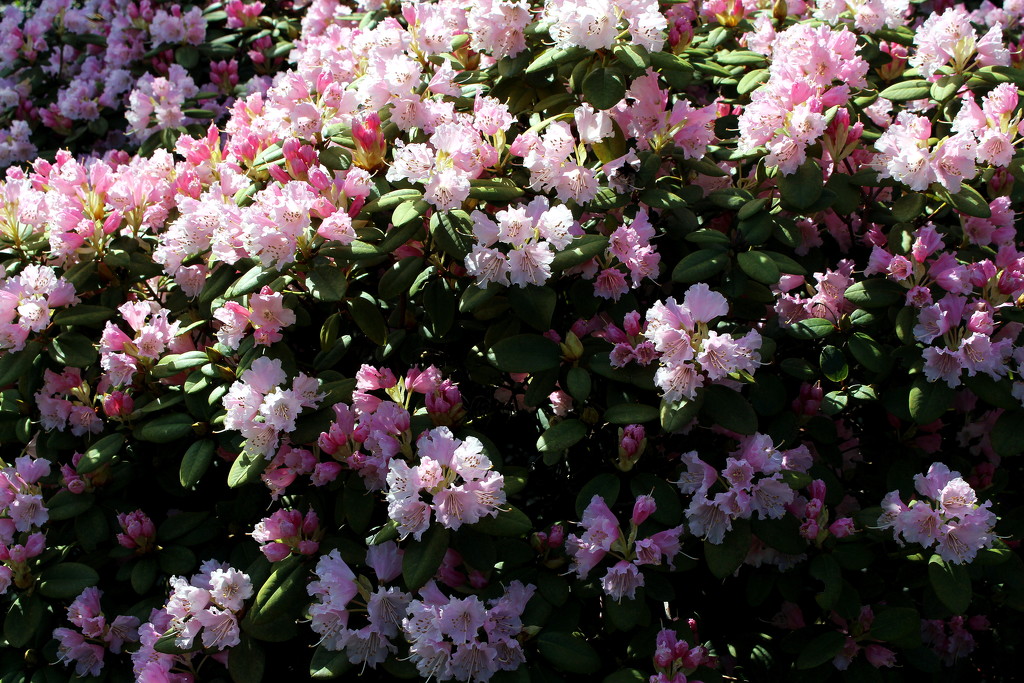 A wall of Rhododendron flowers  by pyrrhula