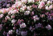 1st Apr 2017 - A wall of Rhododendron flowers 