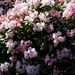 A wall of Rhododendron flowers  by pyrrhula