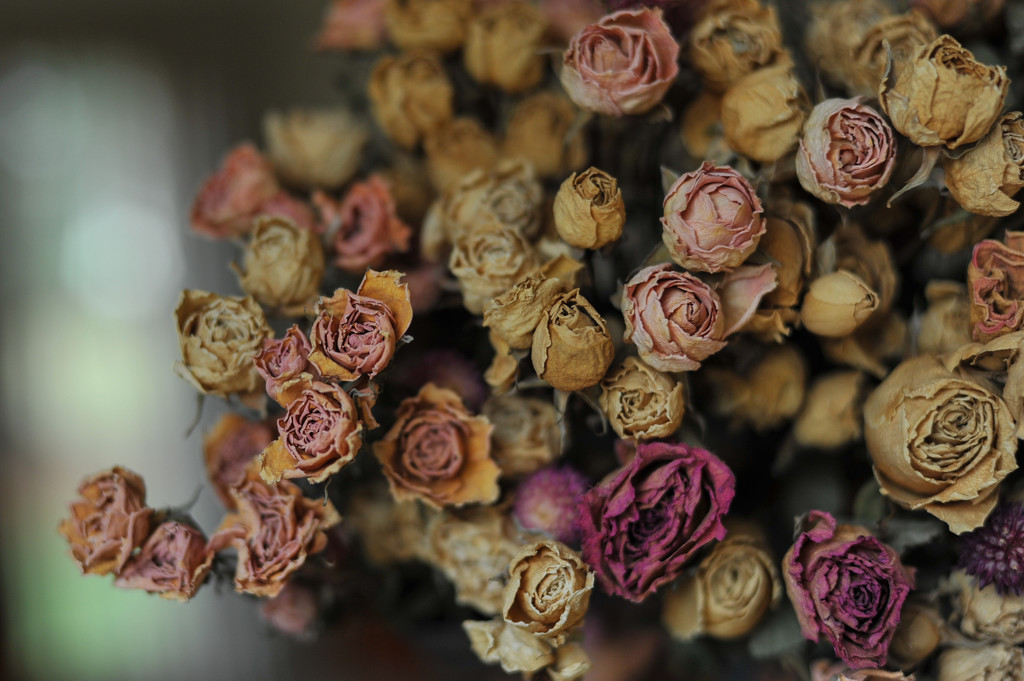 Dried Roses by loweygrace