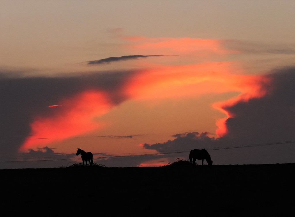 Horses in the sunset by bigmxx