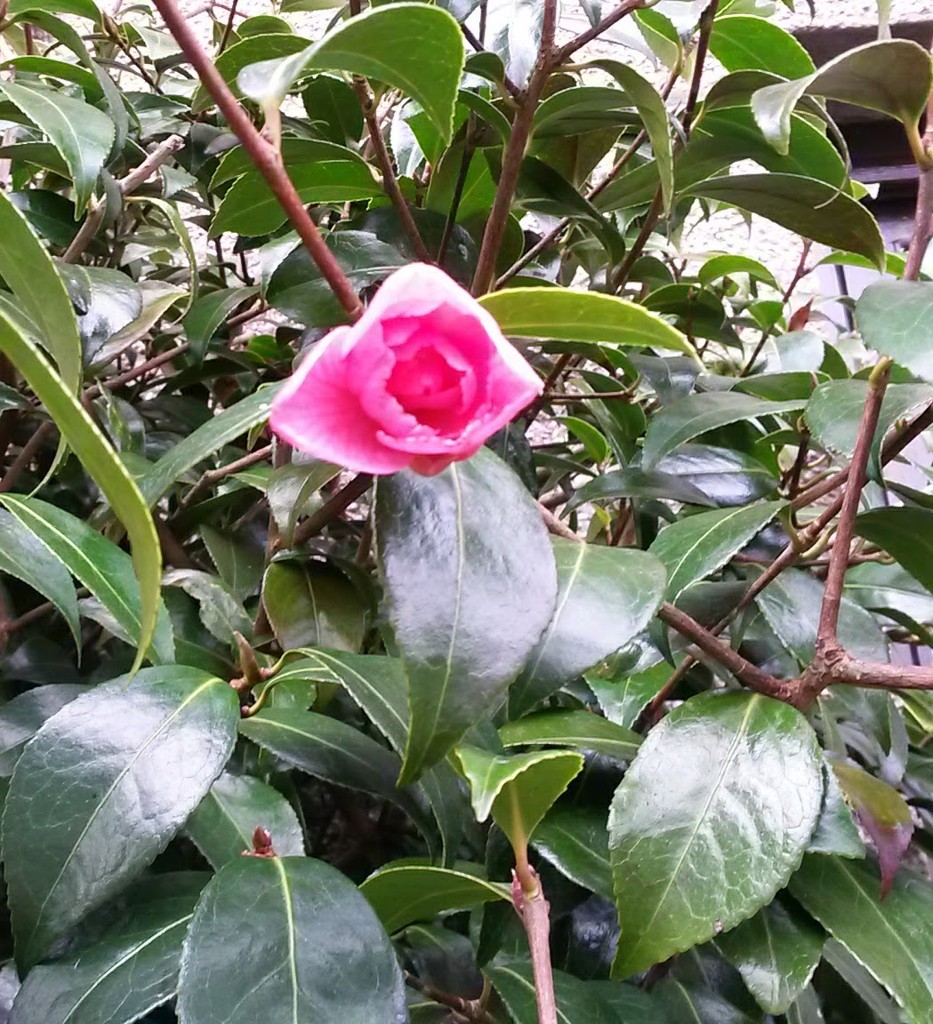 Camellia pink by sarah19