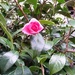 Camellia pink by sarah19