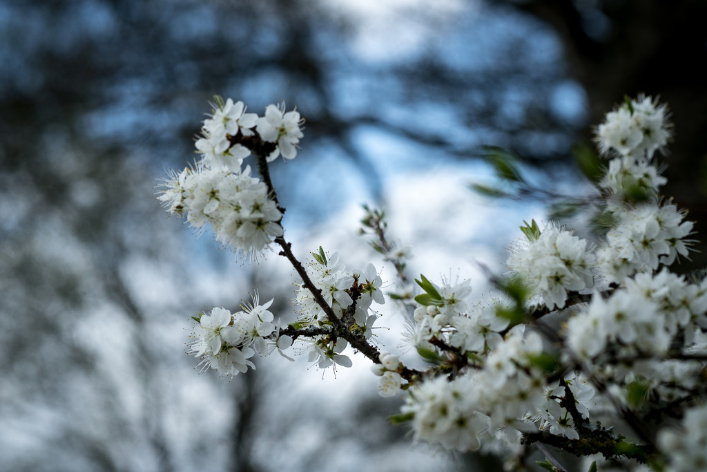 Blackthorn Blossom by vignouse