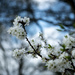 Blackthorn Blossom by vignouse