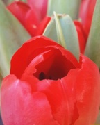 27th Mar 2017 - Red 3 - tulip