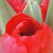 Red 3 - tulip by jokristina