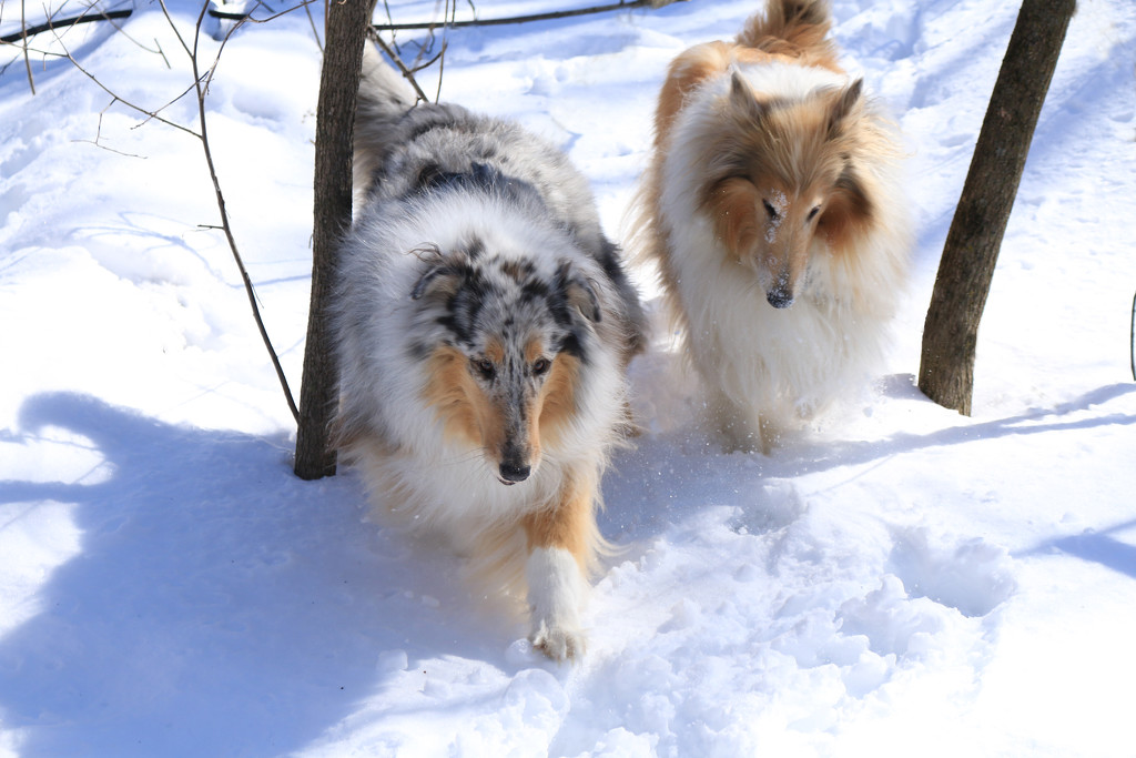 The ladies in the endless snow. Sadie and Bonnie Blue by hellie