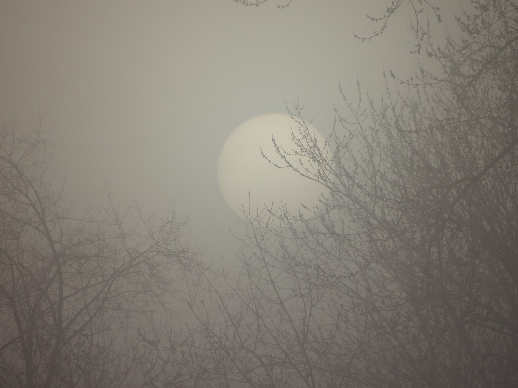 Foggy Sunrise by brillomick
