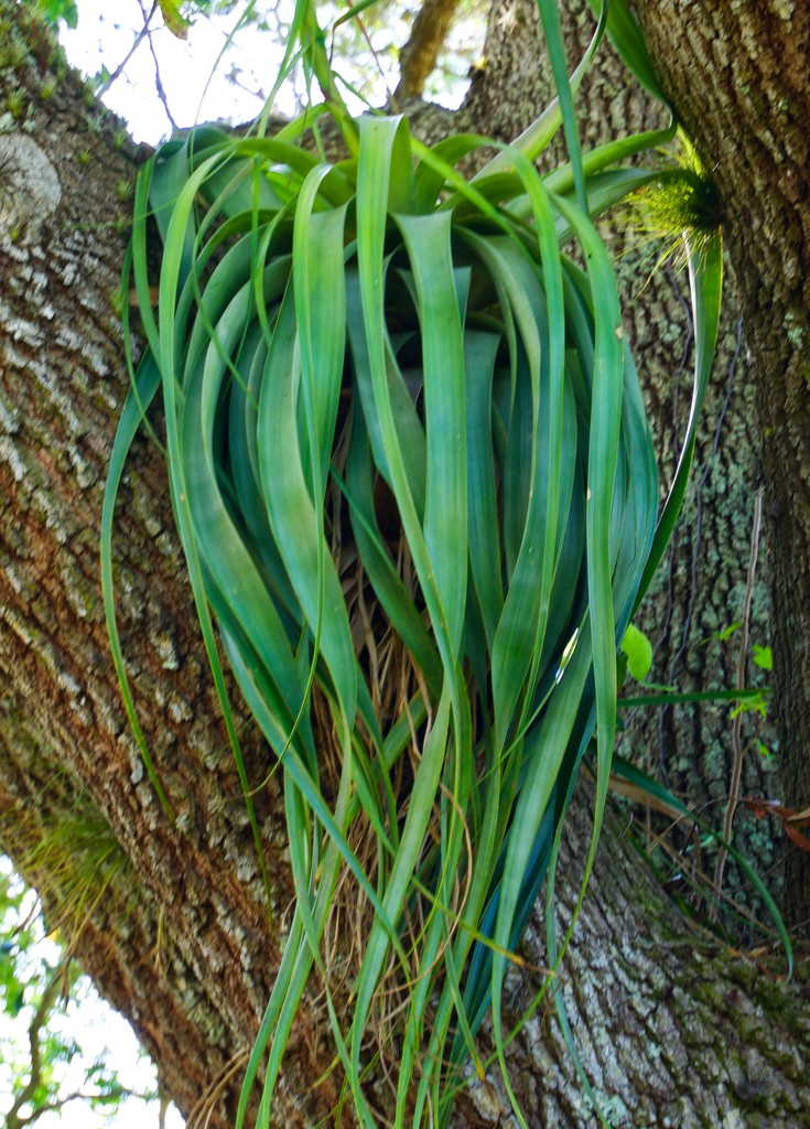 Air plant by eudora