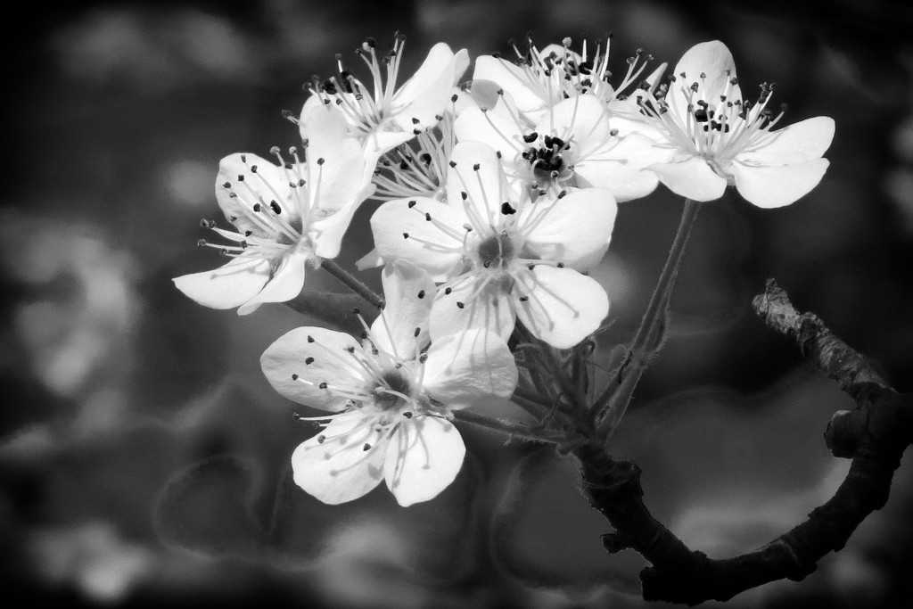 Black & White April by milaniet