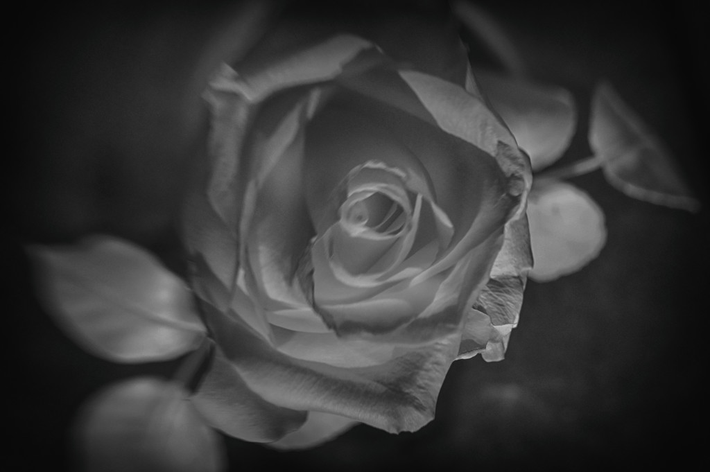 Just a rose by joysabin